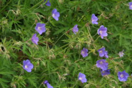 Geranium 'Brookside' bestellen